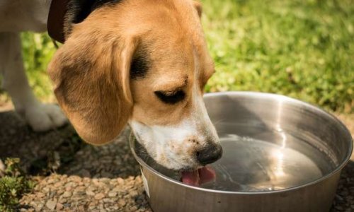 Canicule : saviez-vous que les animaux supportent moins la chaleur que nous ?
