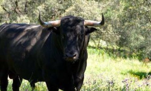 Seriez vous d'accord pour une demande au titre de protection animal de la ganaderia Laverdiev ?