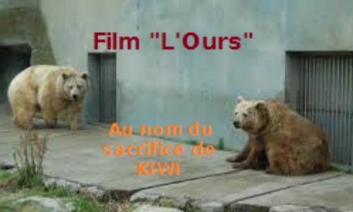 Pensez-vous, qu'il faudrait faire interdire, toute projection diffusion et vente du film «L'Ours», si Kiwi & Domi se voient condamnés à mourir en captivité, ce, dans l'hypothèse d'un éventuel refus de la part de Jean-Jacques Annaud, d'intervenir financièrement pour les faire libérer.