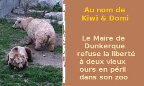 Que pensez-vous du maire de Dunkerque, qui refuse de rendre la liberté à Kiwi & Domi, deux vieux ours en grande souffrance dans son zoo, les condamnant ainsi à l'agonie ?