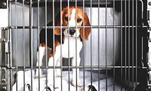 Saviez-vous que l’adoption d’animaux de laboratoire est possible ?