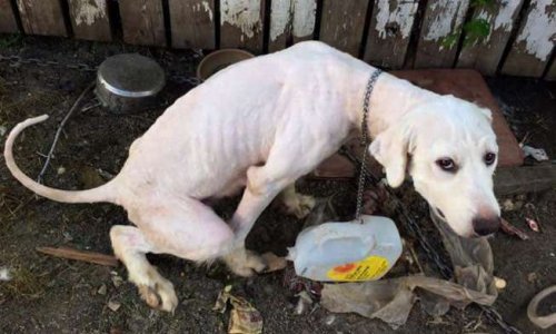 Connaissez vous l'Appli pour lutter contre la maltraitance animale ?