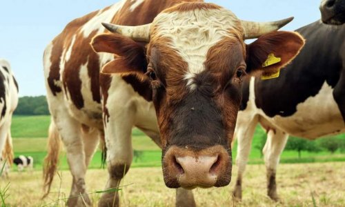 Que pensez-vous des animaux dans les publicités alimentaires ?