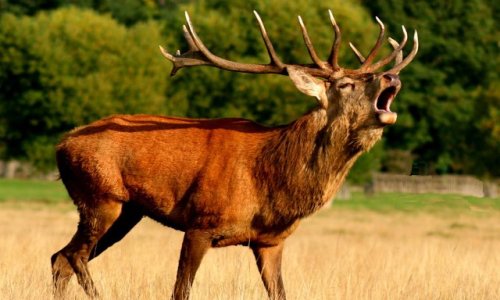 Comprenez-vous la décision d'Emmanuel Macron envers les chasseurs ?