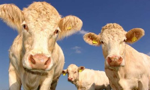 Animaux et climat : saviez-vous que certains animaux pourraient-être abattus à cause de la sécheresse estivale ?