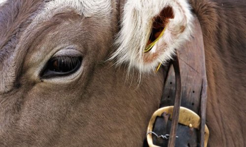 Boeuf dans les yaourts, insectes dans les sodas : gélatine animale dans nos aliments, le saviez-vous ?