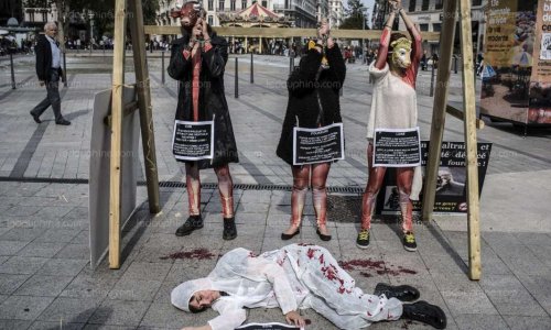 Que pensez-vous de la stratégie de communication des associations pour le bien-être animal ?