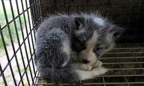 Êtes-vous sensible à la douleur animale ?