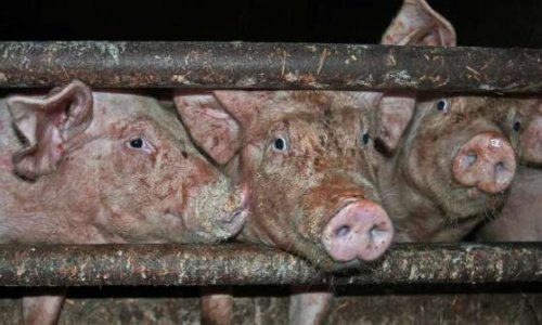 Etes-vous prêts/prêtes à réduire votre consommation de viande de moitié pour améliorer votre santé et celle de notre planète ?