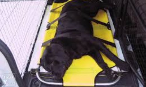 Ambulancier animalier, métier de passion : Pourquoi si peu de candidats(es) ?