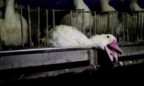 Foie gras, images chocs : allez-vous réduire votre consommation à Noël ?