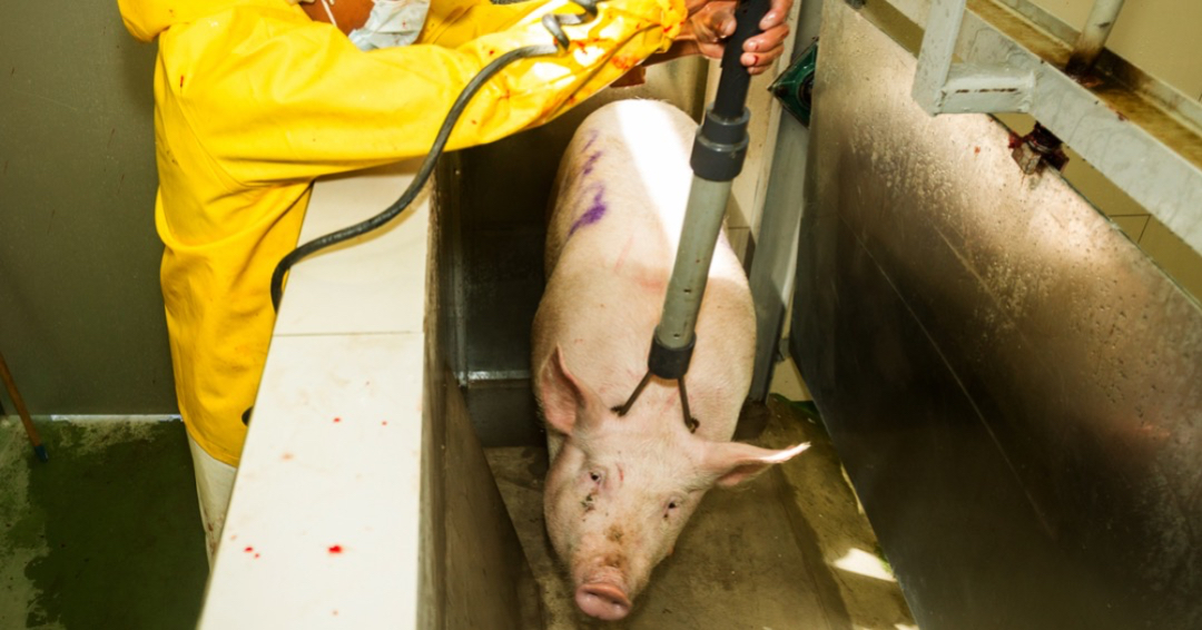 Contre les abattoirs