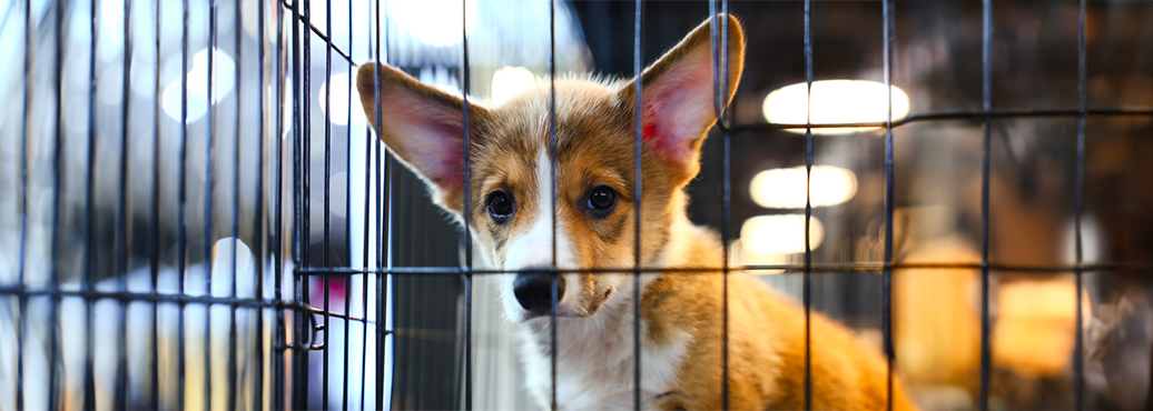 Stop aux salons du chiot